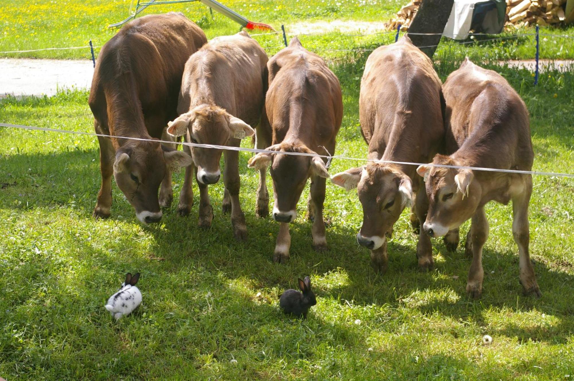 Farm stay Boeglhof Stumm